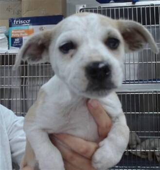 Pit Bull Terrier and Mixed Breed Dogs Available for Adoption - KRAKEN | PetCurious