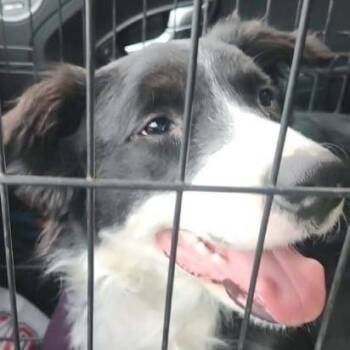 Border Collie Dogs Available for Adoption in Washington, District Of Columbia - Logan | PetCurious