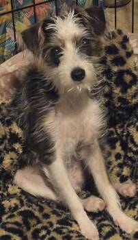 Yorkie Poo Dogs Available for Adoption in Los Angeles, California - Ruby | PetCurious