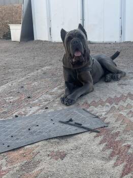 Cane Corso Dogs Available for Adoption - Bishop | PetCurious