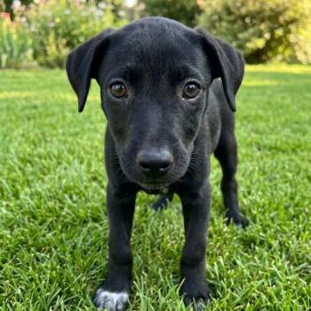 Cranberry -  Doberman Pinscher Dog for Adoption in Tulsa, Oklahoma - Cranberry | PetCurious