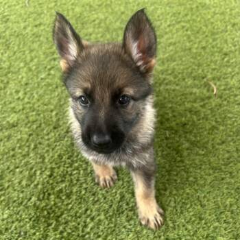 Amber 2944 -  German Shepherd Dog Dog for Adoption in Loxahatchee Groves, Florida - Amber 2944 | PetCurious