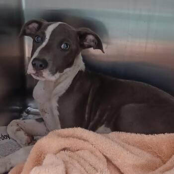 Fido -  Coonhound and Mixed Breed Dog for Adoption in Hattiesburg, Mississippi - Fido | PetCurious