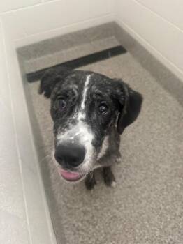 Forge -  Labrador Retriever and German Shepherd Dog Dog for Adoption in Van Wert, Ohio - Forge | PetCurious