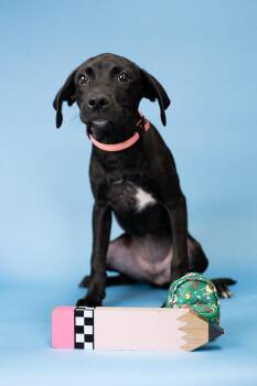 743-26 -  Pit Bull Terrier Dog for Adoption in Brighton, Colorado - 743-26 | PetCurious