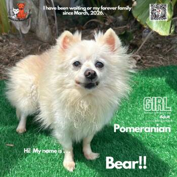 Pomeranian Dogs Available for Adoption in Westminster, California - Bear | PetCurious