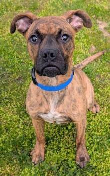 Boxer and Mixed Breed Dogs Available for Adoption in Akron, Ohio - DUCKY | PetCurious