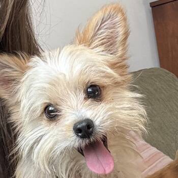 Yorkshire Terrier Dogs Available for Adoption - Delton | PetCurious