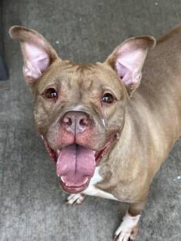 Pit Bull Terrier Dogs Available for Adoption in Chicago, Illinois - Castine | PetCurious