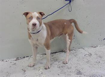 DAVEY -  Staffordshire Bull Terrier and Mixed Breed Dog for Adoption in Houston, Texas - DAVEY | PetCurious