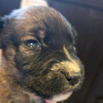 Jersey -  Hound and Mixed Breed Dog for Adoption in Pittsburg, Kansas - Jersey | PetCurious