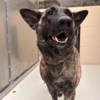 Mixed Breed Dogs Available for Adoption - Rose | PetCurious