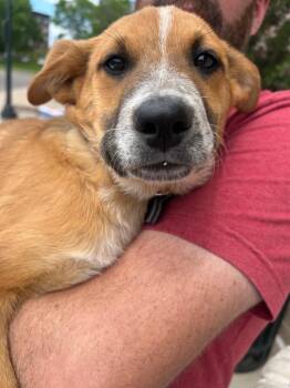Cattle Dog Dogs Available for Adoption in Fort Lupton, Colorado - Warlowworth Quite Handsome | PetCurious