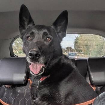 Athena -  Black Labrador Retriever Dog for Adoption in Fort Payne, Alabama - Athena | PetCurious