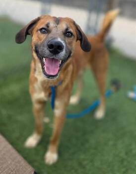 Mixed Breed Dogs Available for Adoption in Columbia, South Carolina - MOSSBY | PetCurious