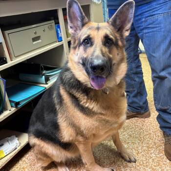 Leaka -  German Shepherd Dog Dog for Adoption in Chehalis, Washington - Leaka | PetCurious
