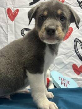 Labrador Retriever and Mixed Breed Dogs Available for Adoption - Cash | PetCurious