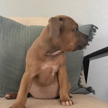 Jane Jetson -  Pit Bull Terrier and Mixed Breed Dog for Adoption in Las Vegas, Nevada - Jane Jetson | PetCurious
