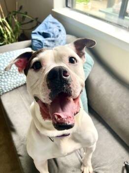 Rescue Boxer and Mixed Breed Dogs for Adoption in Atlanta, Georgia - Silver | PetCurious