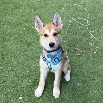 German Shepherd Dog and Husky Dogs Available for Adoption - Acadia | PetCurious