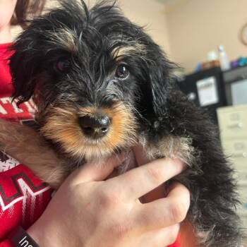 Cockapoo Dogs Available for Adoption in Tipton, Iowa - Bear | PetCurious