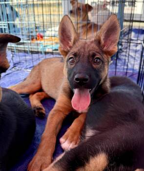 Rescue German Shepherd Dog Dogs for Adoption in San Antonio, Texas - Valkyrie | PetCurious