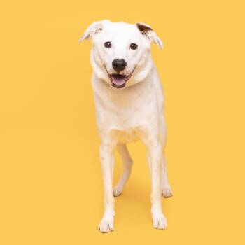 Mixed Breed Dogs Available for Adoption - Bear | PetCurious