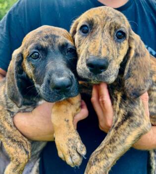 KitKat -  Plott Hound Dog for Adoption in Princeton, Massachusetts - KitKat | PetCurious