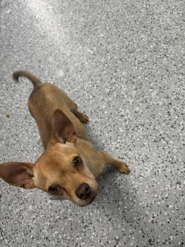 Rescue Chihuahua Dogs for Adoption in Dawsonville, Georgia - Romey & Asher | PetCurious