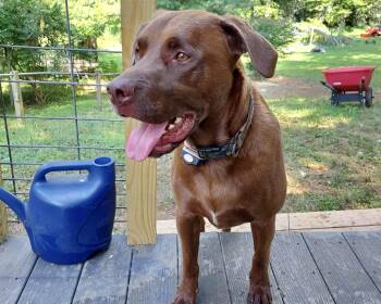 Chocolate Labrador Retriever Dogs Available for Adoption in Floyd, Virginia - Rusty *Community Post* | PetCurious