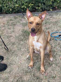 Rescue Labrador Retriever Dogs for Adoption in Los Angeles, California - Linus- Obedient And Cuddly | PetCurious