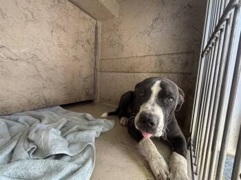 Hound and Pit Bull Terrier Dogs Available for Adoption in Oklahoma City, Oklahoma - A474109 | PetCurious