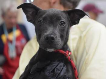 Avalon -  Pit Bull Terrier Dog for Adoption in Portland, Oregon - Avalon | PetCurious