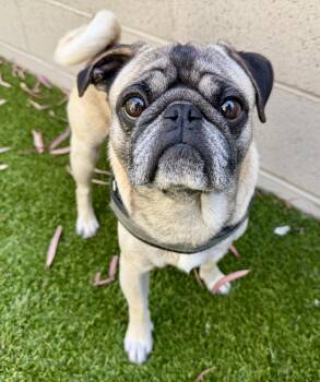 Bernard -  Pug Dog for Adoption in Cypress, California - Bernard | PetCurious