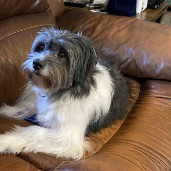 Rescue Shih Tzu Dogs for Adoption in Bradenton, Florida - Gizmo | PetCurious