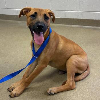 Dreamwork -  Labrador Retriever and Mixed Breed Dog for Adoption in San Antonio, Texas - Dreamwork | PetCurious