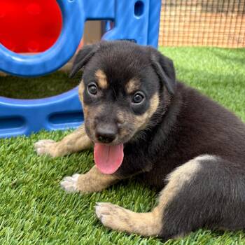 Turtle -  Shepherd Dog for Adoption in Torrey, Utah - Turtle | PetCurious