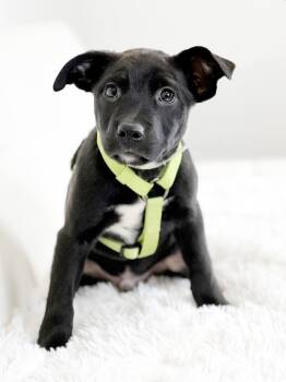 Rescue Mixed Breed Dogs for Adoption in Savage, Minnesota - Howie | PetCurious