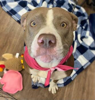 Caramel -  Pit Bull Terrier Dog for Adoption - Caramel | PetCurious