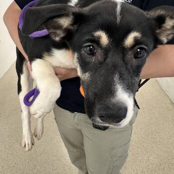 Shepherd Dogs Available for Adoption in Manassas, Virginia - Velma (ID 51704) | PetCurious