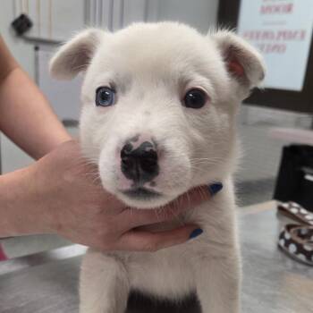 Australian Shepherd and Mixed Breed Dogs Available for Adoption in Durango, Colorado - Blanca | PetCurious