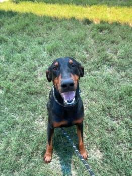 Ruger -  Doberman Pinscher Dog for Adoption in Fort Stockton, Texas - Ruger | PetCurious