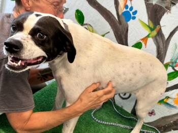 Rescue Pointer Dogs for Adoption in Brookhaven, Mississippi - Emmie 25 | PetCurious