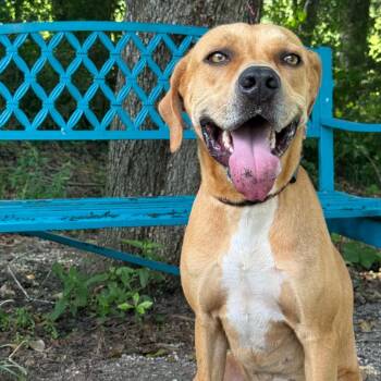 Spring -  Mixed Breed Dog for Adoption in Riverwoods, Illinois - Spring | PetCurious