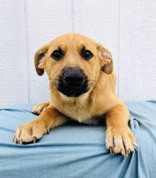 Rescue Labrador Retriever and Mixed Breed Dogs for Adoption in Leesburg, Alabama - Archer | PetCurious