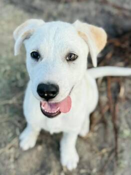 Rose -  Labrador Retriever Dog for Adoption in Cleveland, Texas - Rose | PetCurious