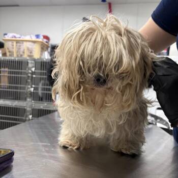 Mixed Breed Dogs Available for Adoption - Lucci | PetCurious