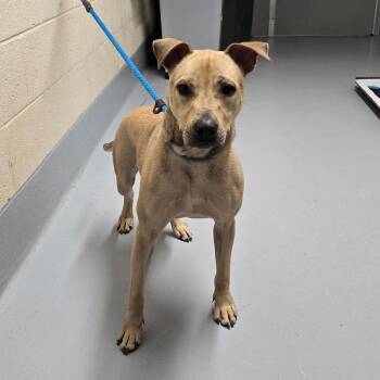 Theodore -  Pit Bull Terrier and Mixed Breed Dog for Adoption in Concord, North Carolina - Theodore | PetCurious