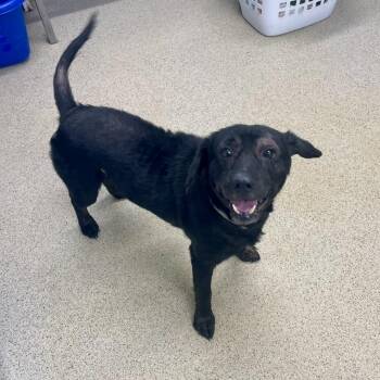 Henry -  Black Labrador Retriever Dog for Adoption in Petersburg, Virginia - Henry | PetCurious