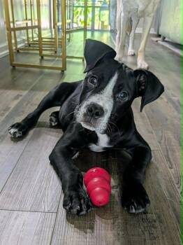 Norman -  Mixed Breed and Hound Dog for Adoption in North Berwick, Maine - Norman | PetCurious
